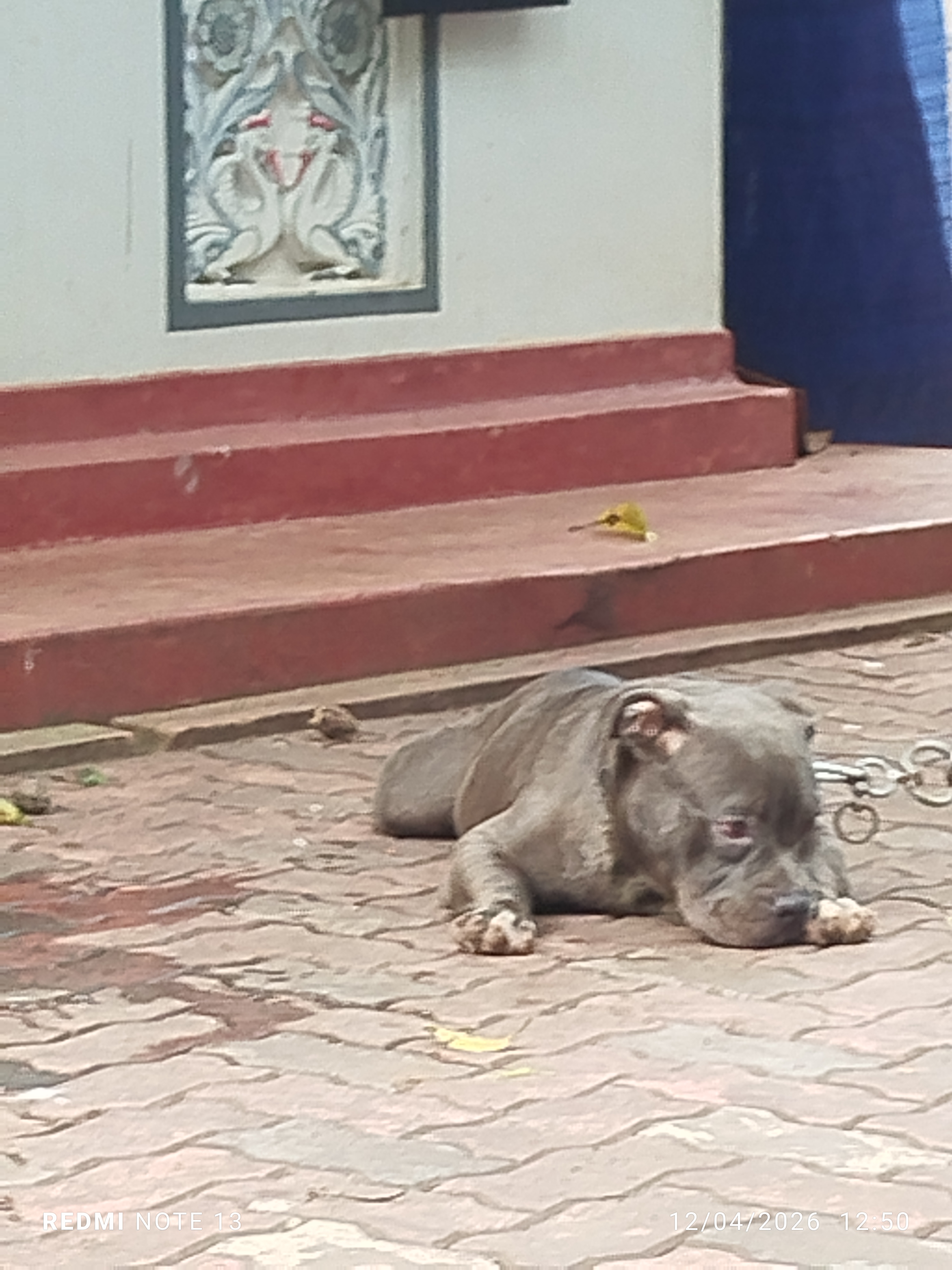 American Pit Bull