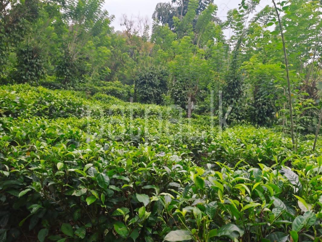 Residential Land for Sale in Kitulwala