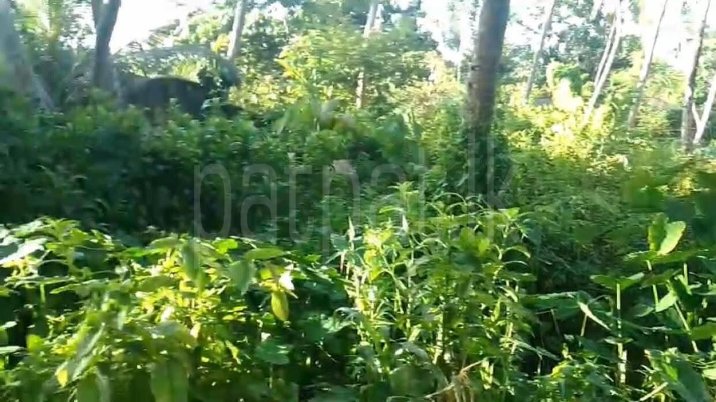 Commercial Land for Sale in Unawatuna