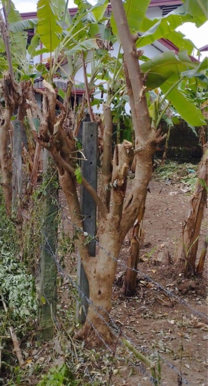 Residential Land for Sale in Pannipitiya