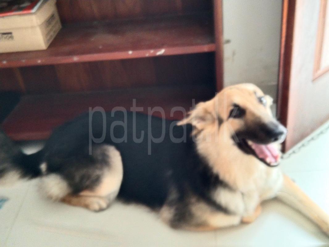 German shepherd