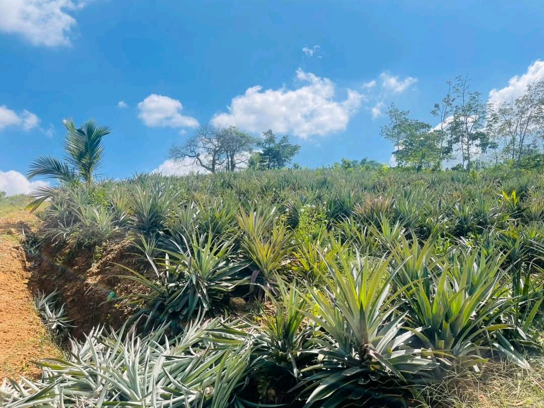 Agricultural Land for Sale in Horana ads-image-1