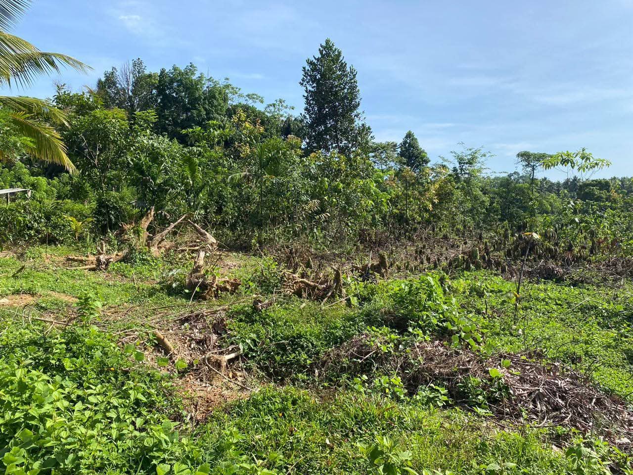 Agricultural Land for Sale in Handapangoda