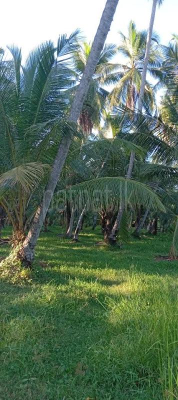 Agricultural Land for Sale in Kuliyapitiya