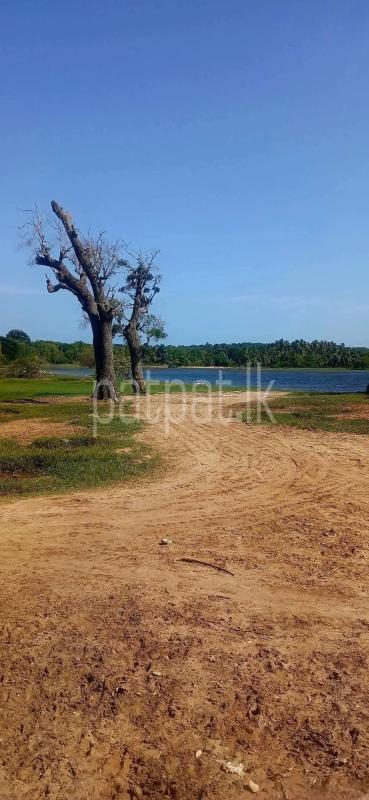 Agricultural Land for Sale in Tissamaharama