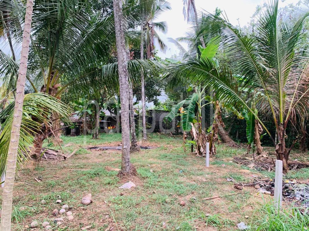Agricultural Land for Sale in Kadawatha ads-image-1