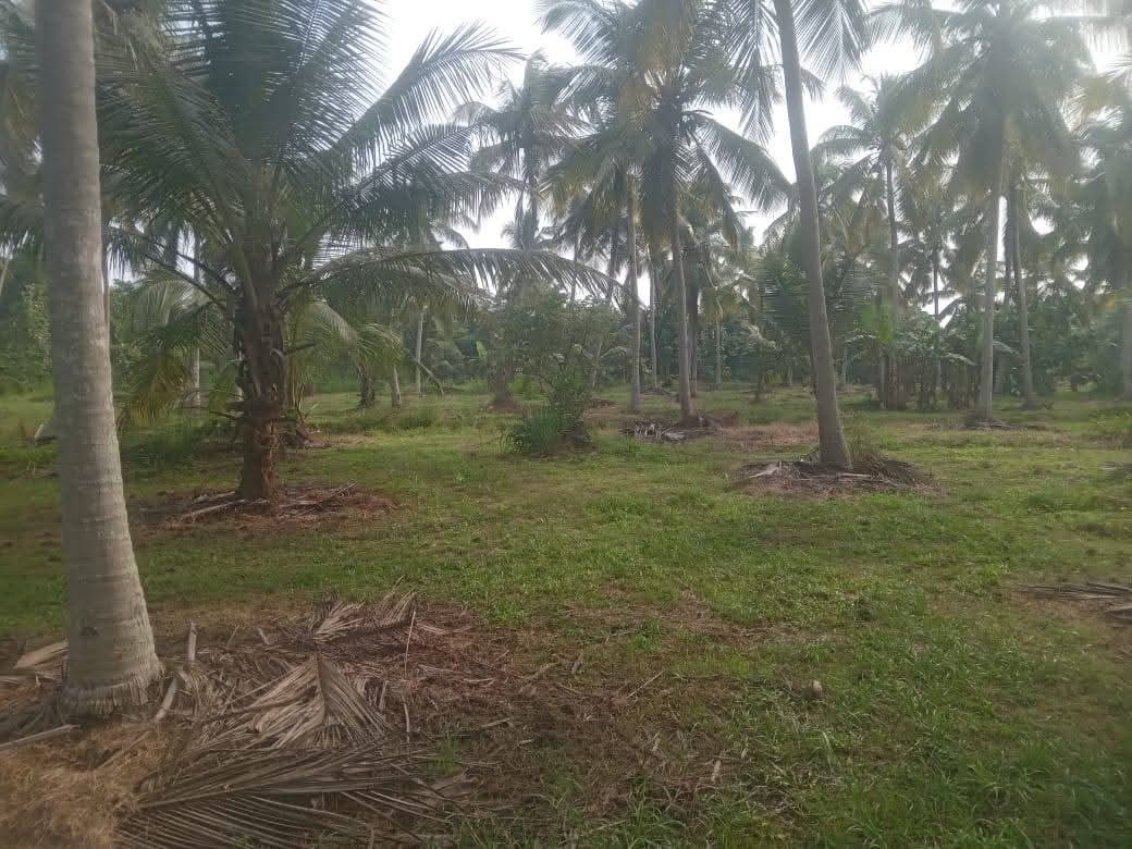 Agricultural Land for Sale in Pallama