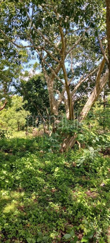 Residential Land for Sale in Kataragama