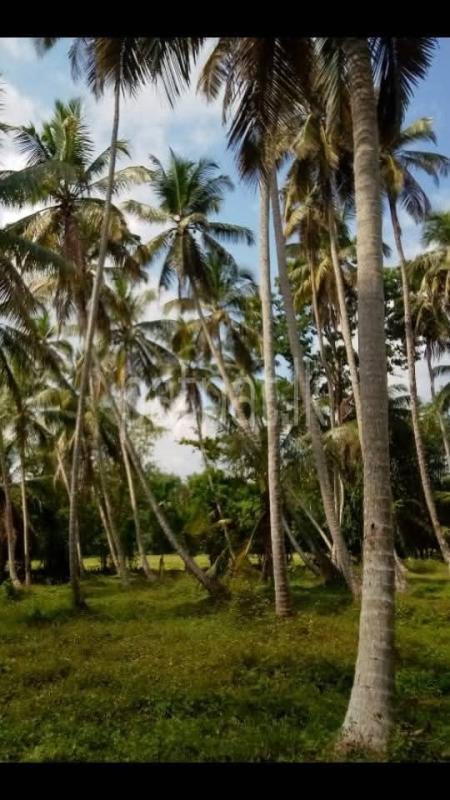 Agricultural Land for Sale in Divulapitiya