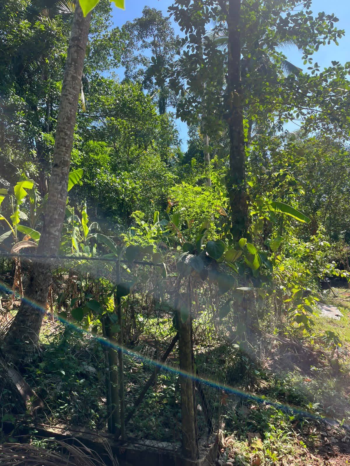 Agricultural Land for Sale in Ganemulla