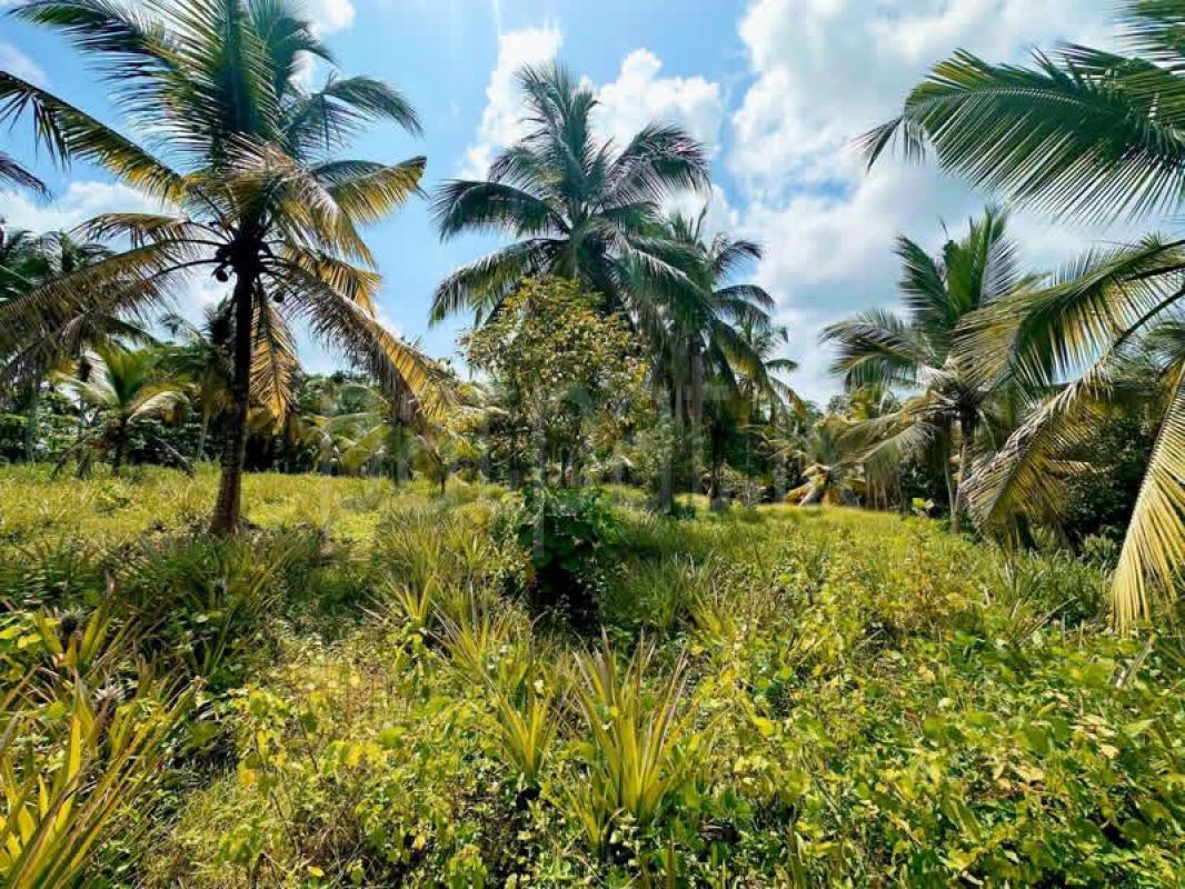 Commercial Land for Sale in Henegama
