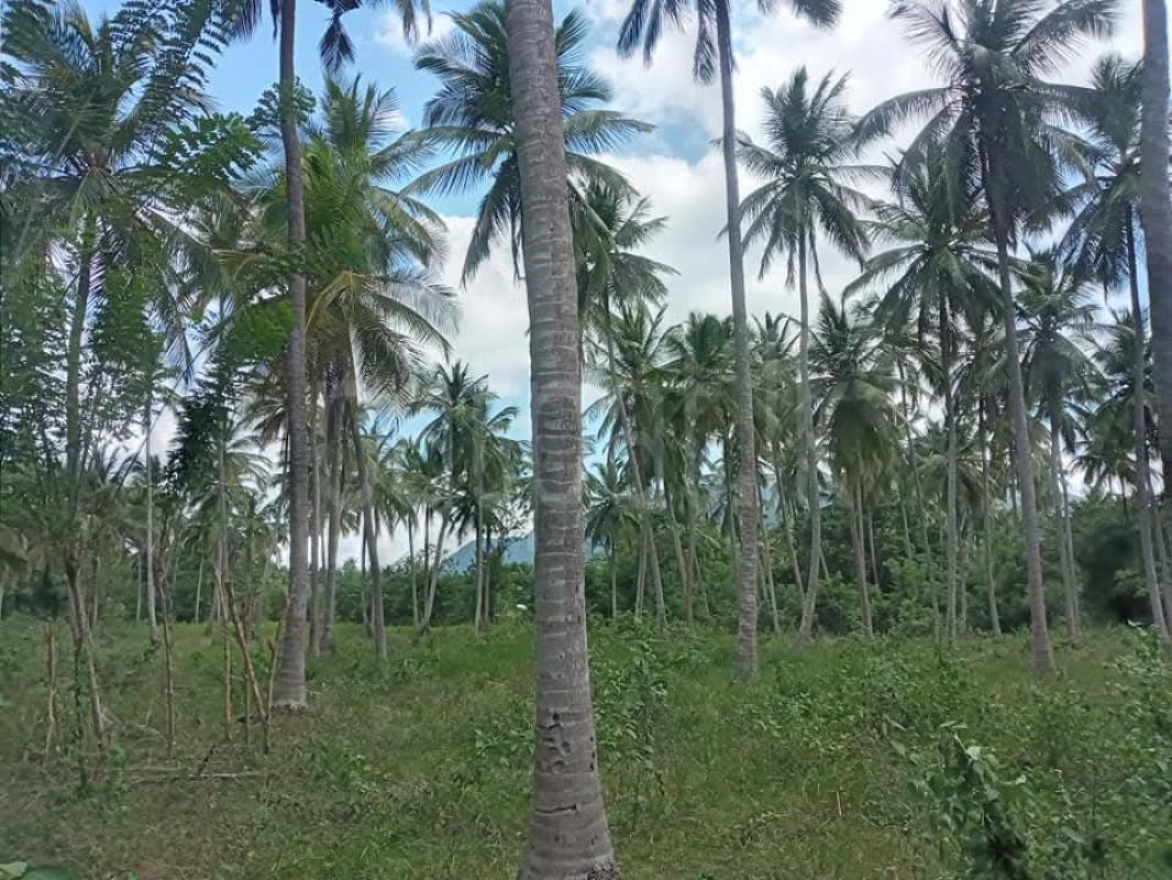 Agricultural Land for Sale in Ibbagamuwa