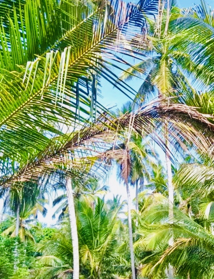 Agricultural Land for Sale in Chavakachcheri