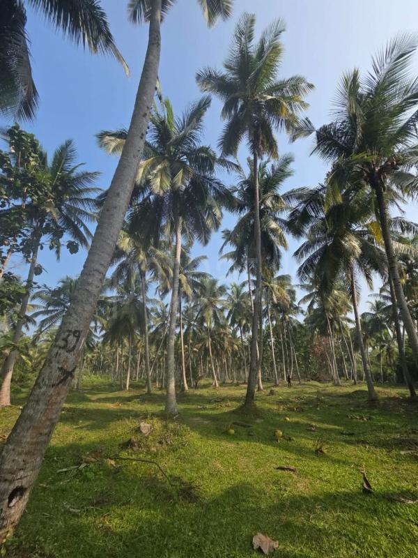 Agricultural Land for Sale in Katupota