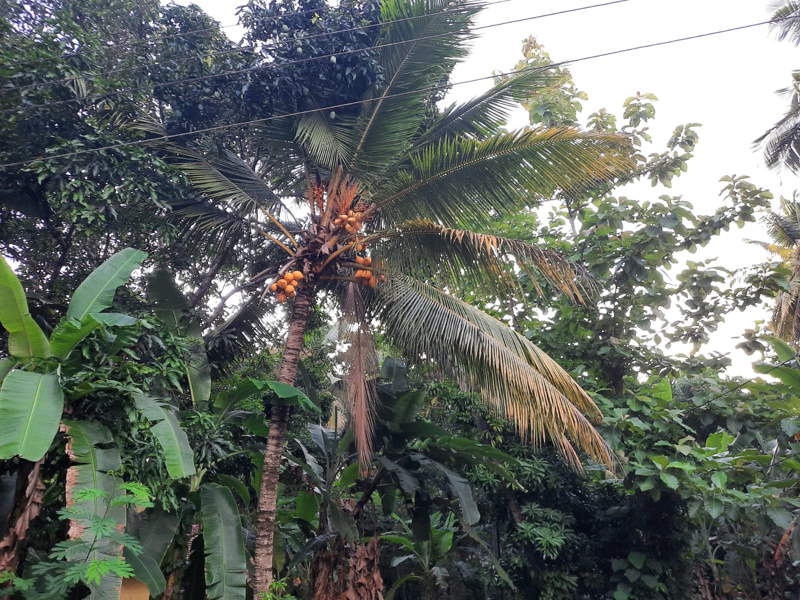 Residential Land for Sale in Mawathagama