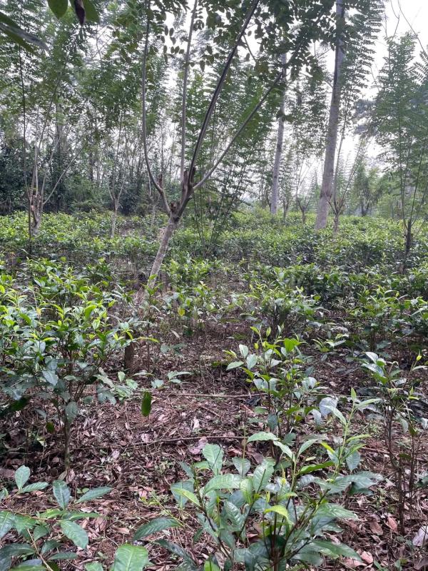 Agricultural Land for Sale in Elpitiya ads-image-1