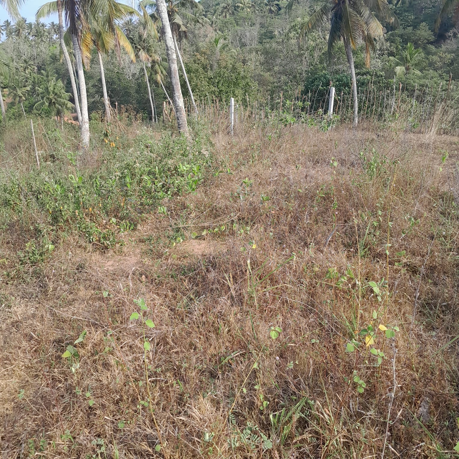 Residential Land for Sale in Kekanadurra