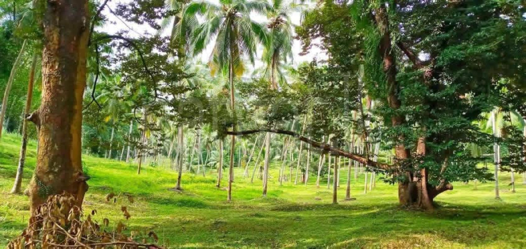 Agricultural Land for Sale in Mirigama ads-image-1