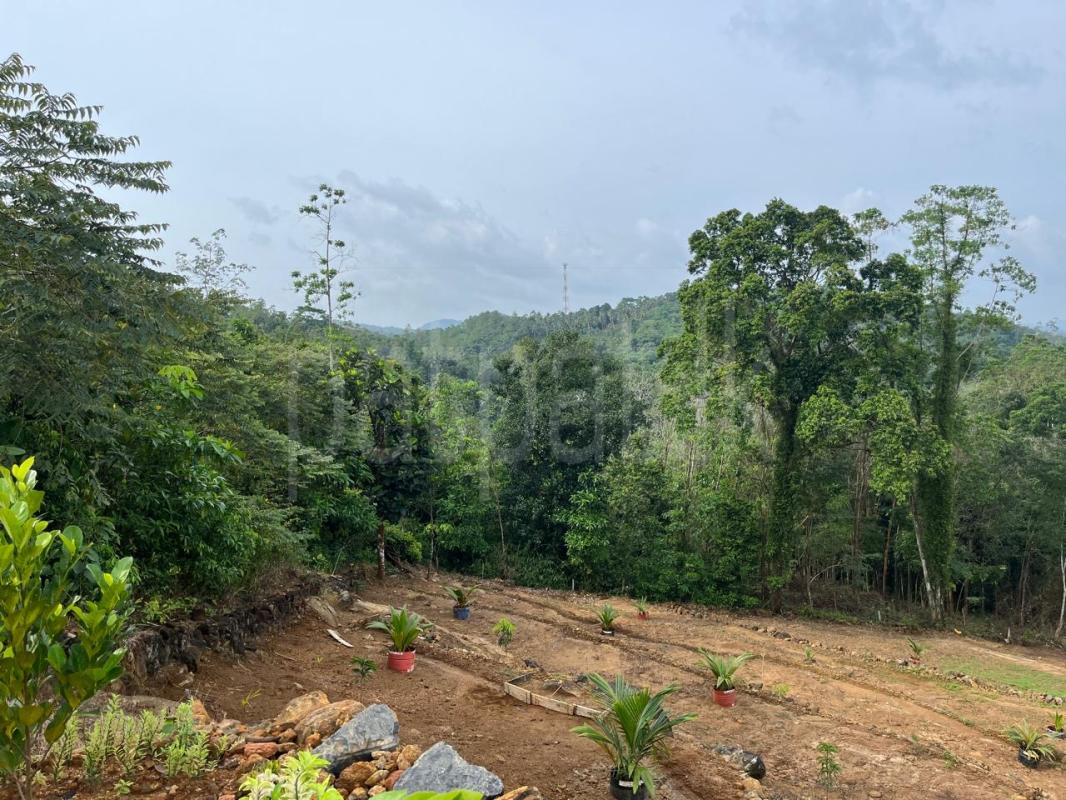 Agricultural Land for Sale in Handapangoda