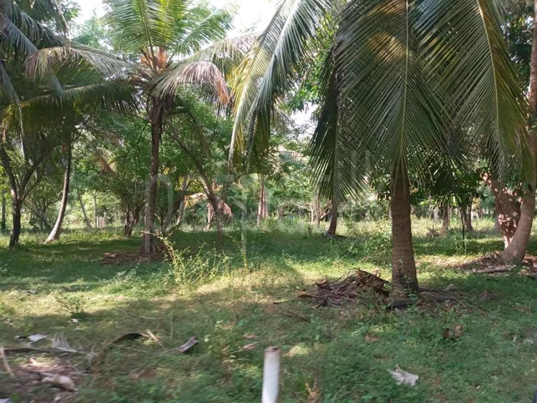 Agricultural Land for Sale in Kurunegala