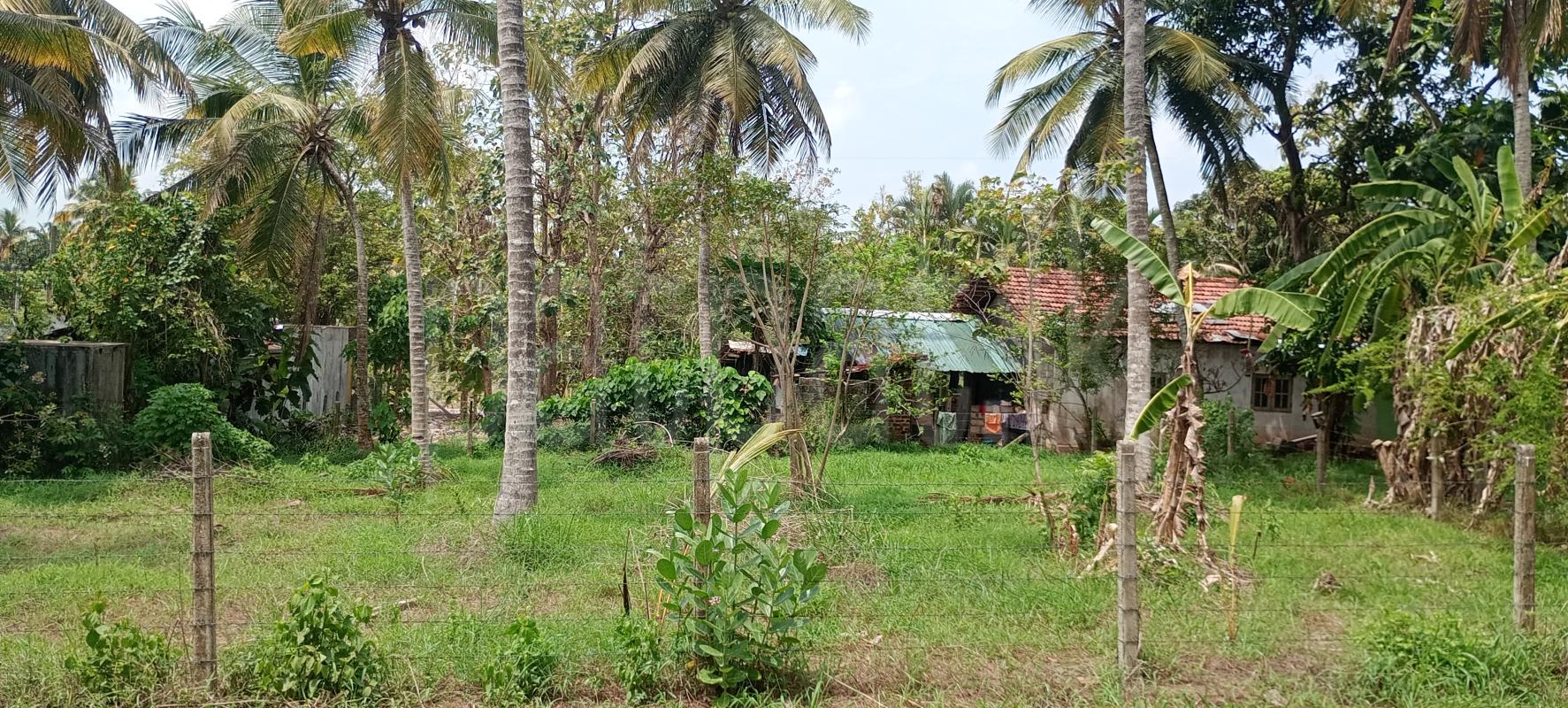 Commercial Land for Sale in Nattandiya