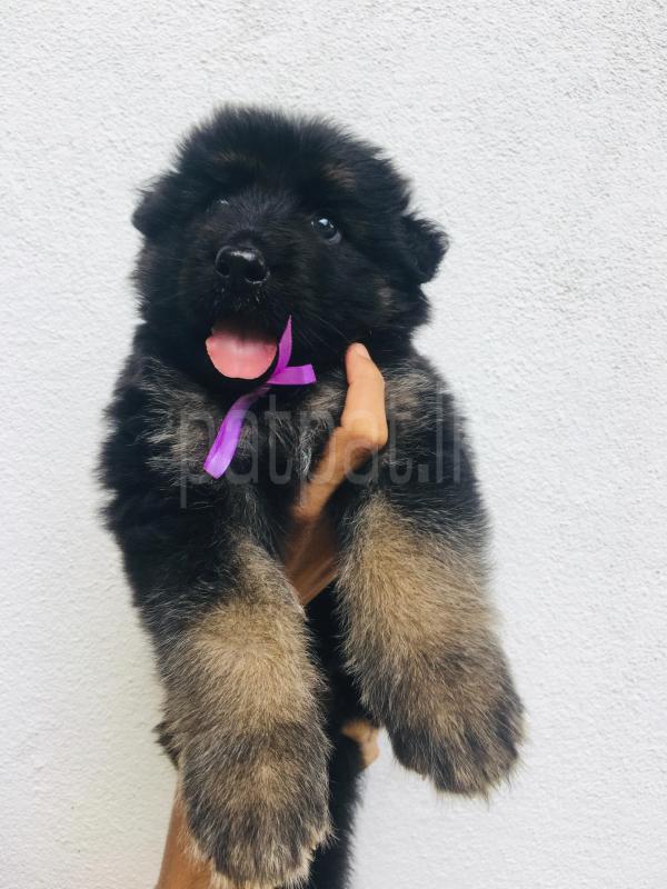 German Shepherd long coat puppies ads-image-1