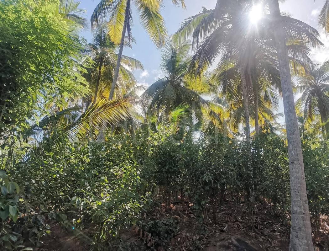 Agricultural Land for Sale in Matale