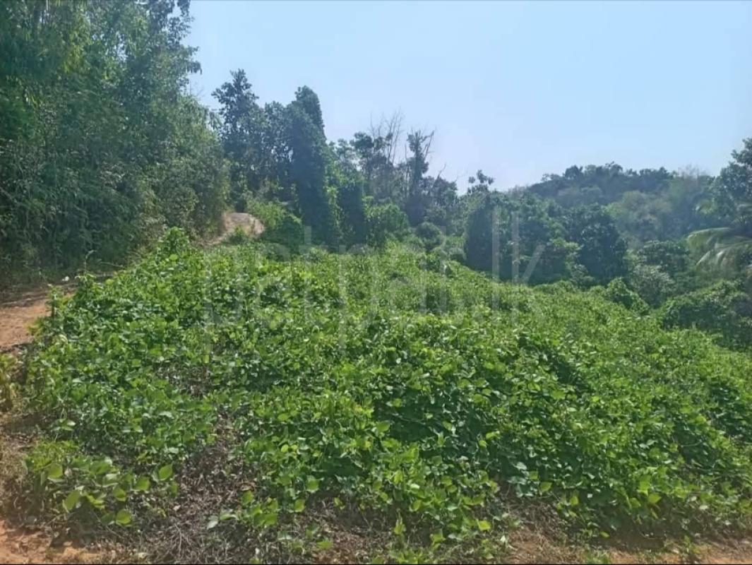 premium-listing-image