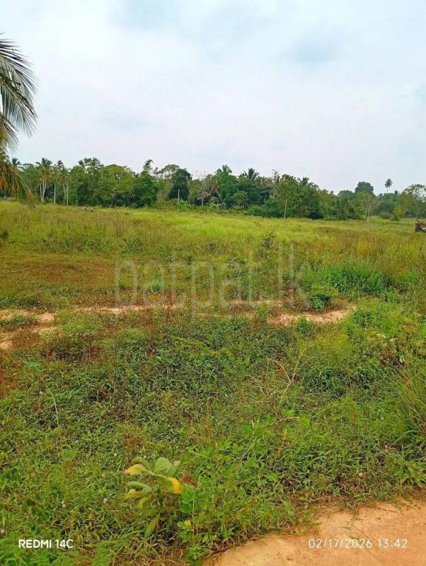 Agricultural Land for Sale in Anamaduwa
