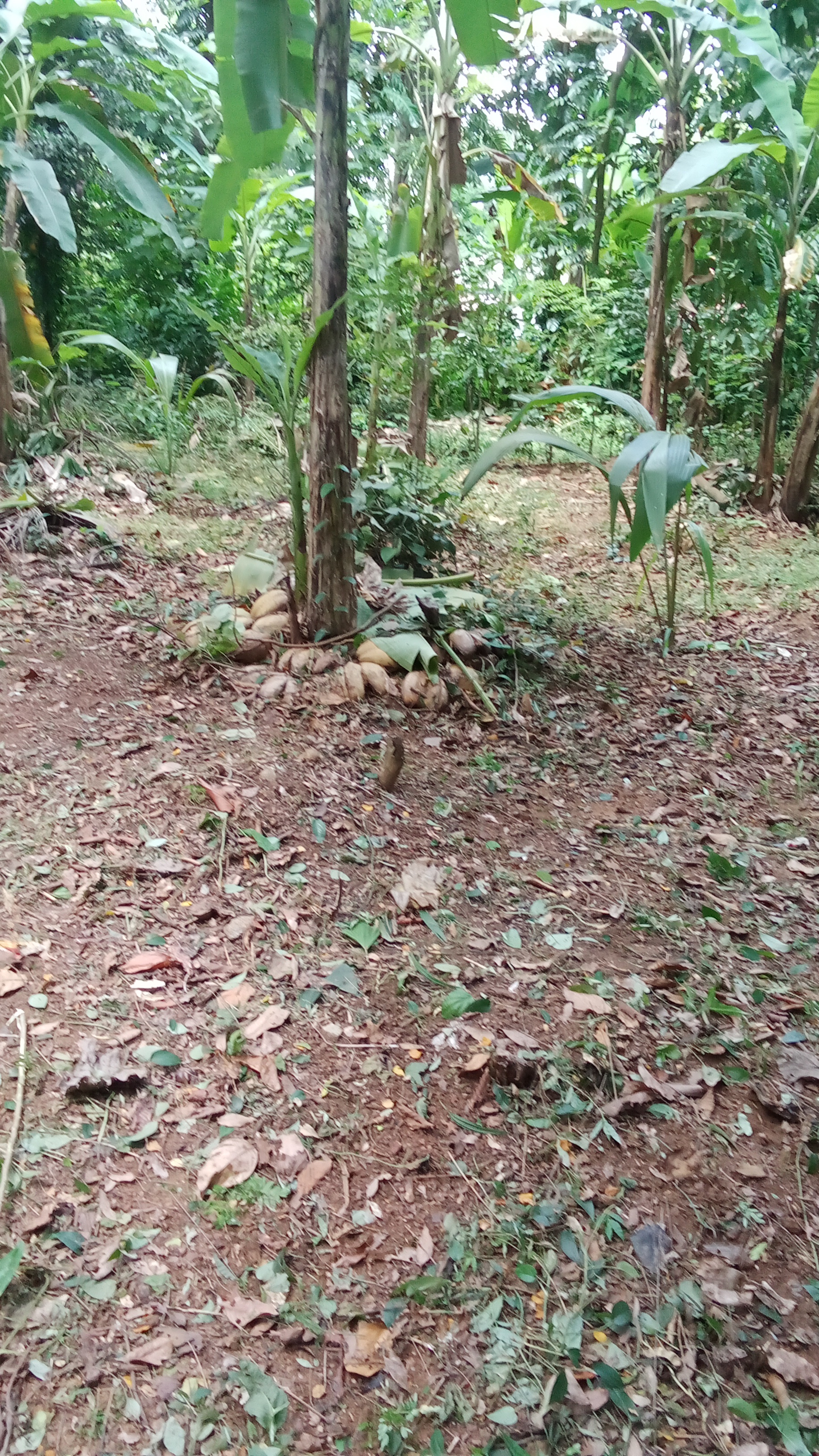 Residential Land for Sale in Kirillawala