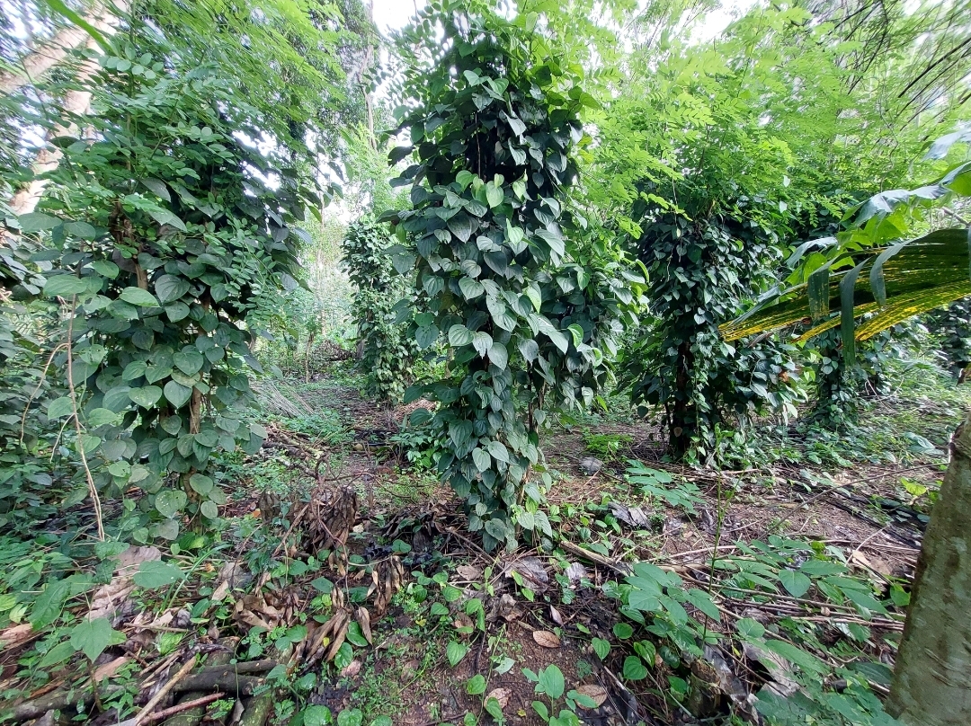 Residential Land for Sale in Narammala