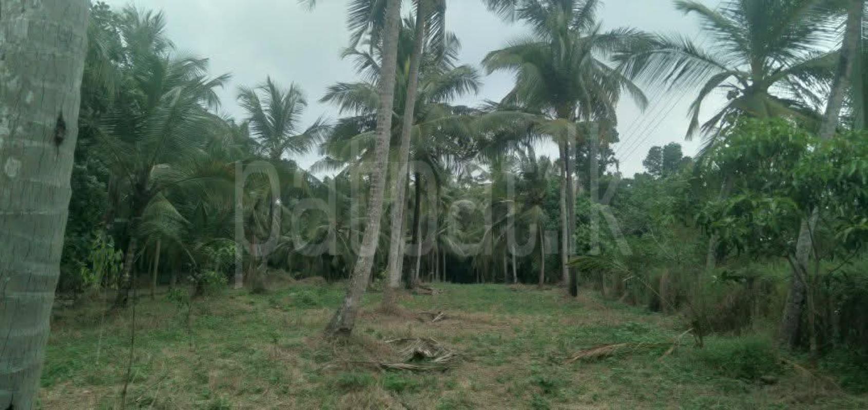 Agricultural Land for Sale in Divulapitiya ads-image-1