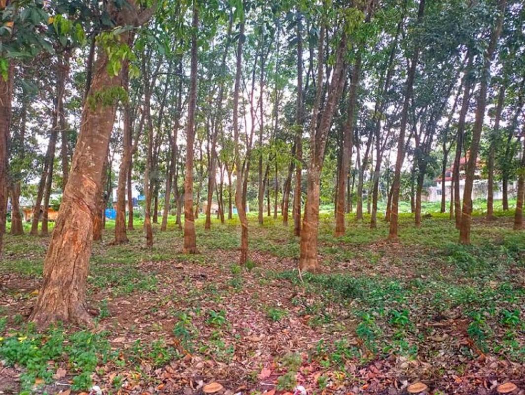 Agricultural Land for Sale in Biyagama