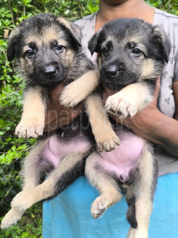 German Shepherd ads-image-1