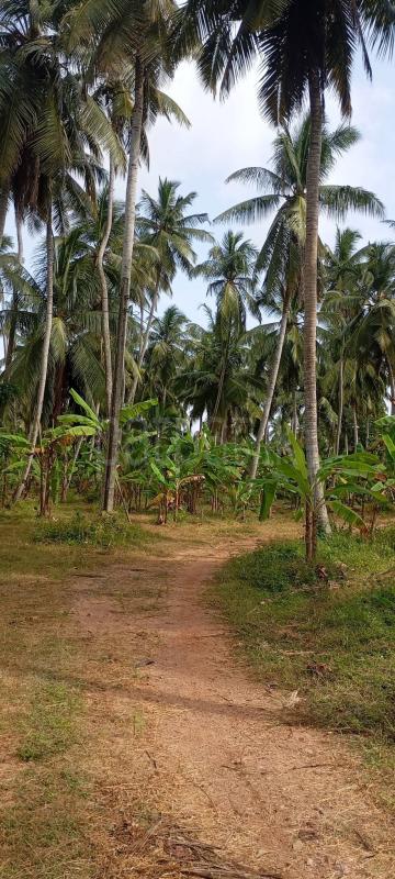 Agricultural Land for Sale in Madampe