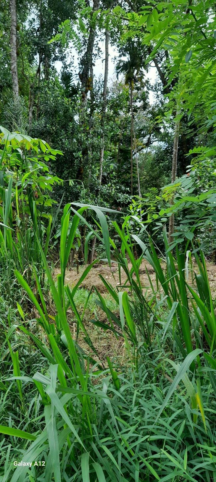 Residential Land for Sale in Digana