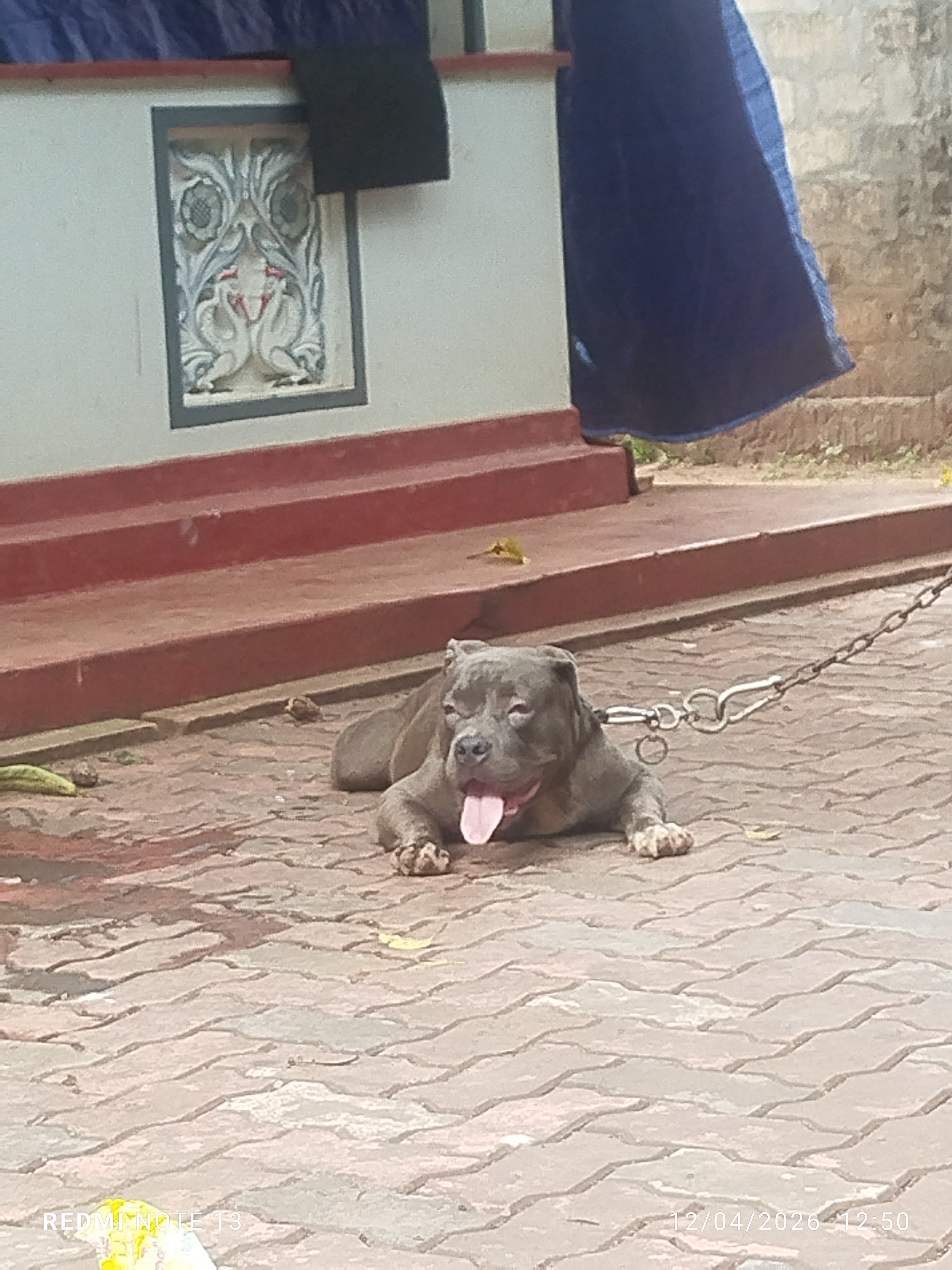 American Pit Bull