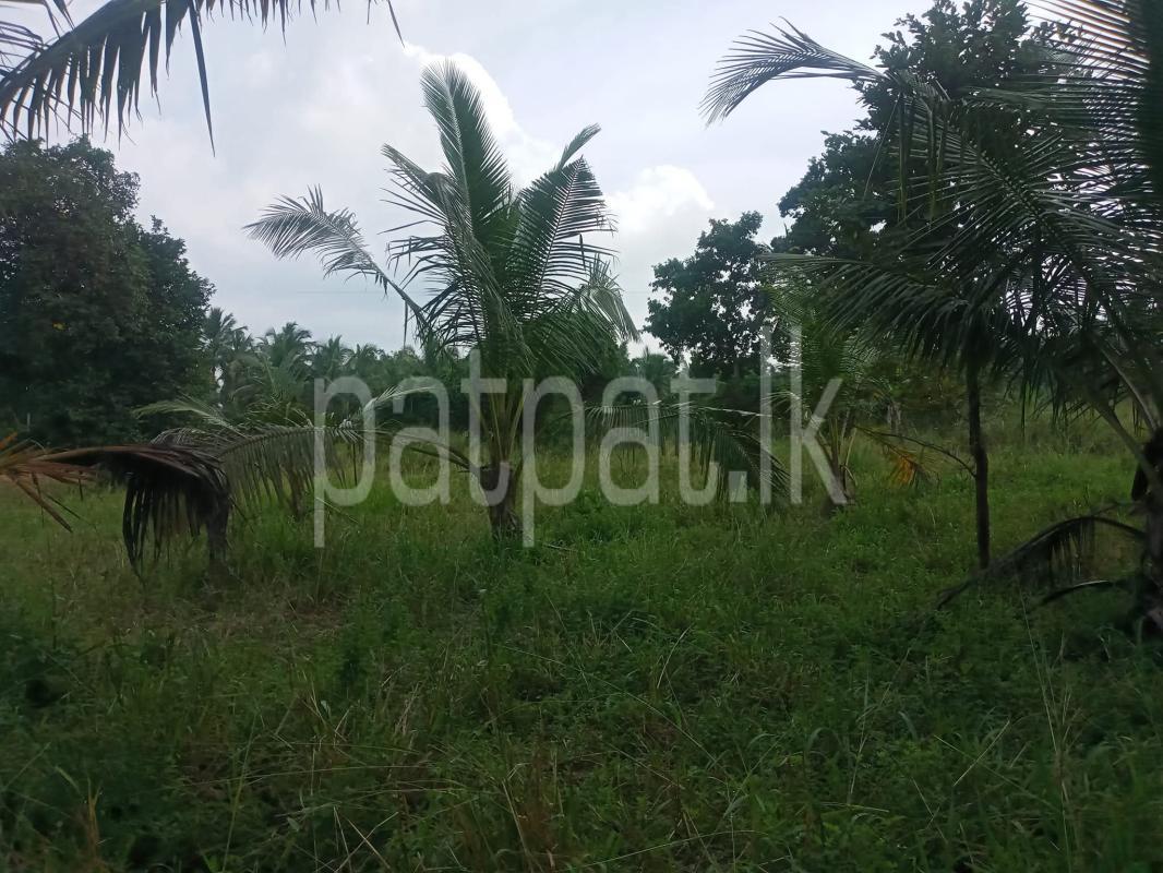 Agricultural Land for Sale in Hettipola