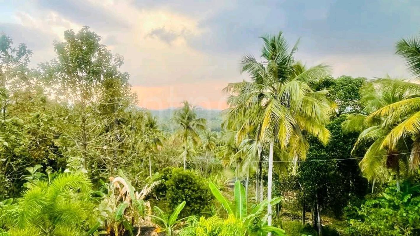 Agricultural Land for Sale in Ambanpola ads-image-1