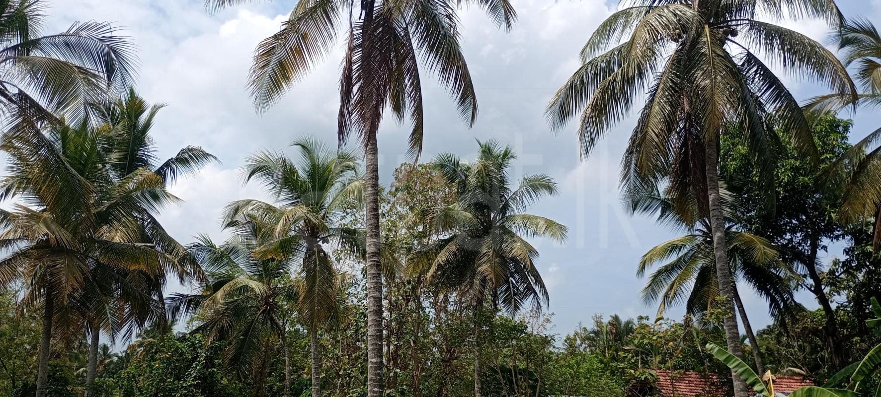 Commercial Land for Sale in Nattandiya