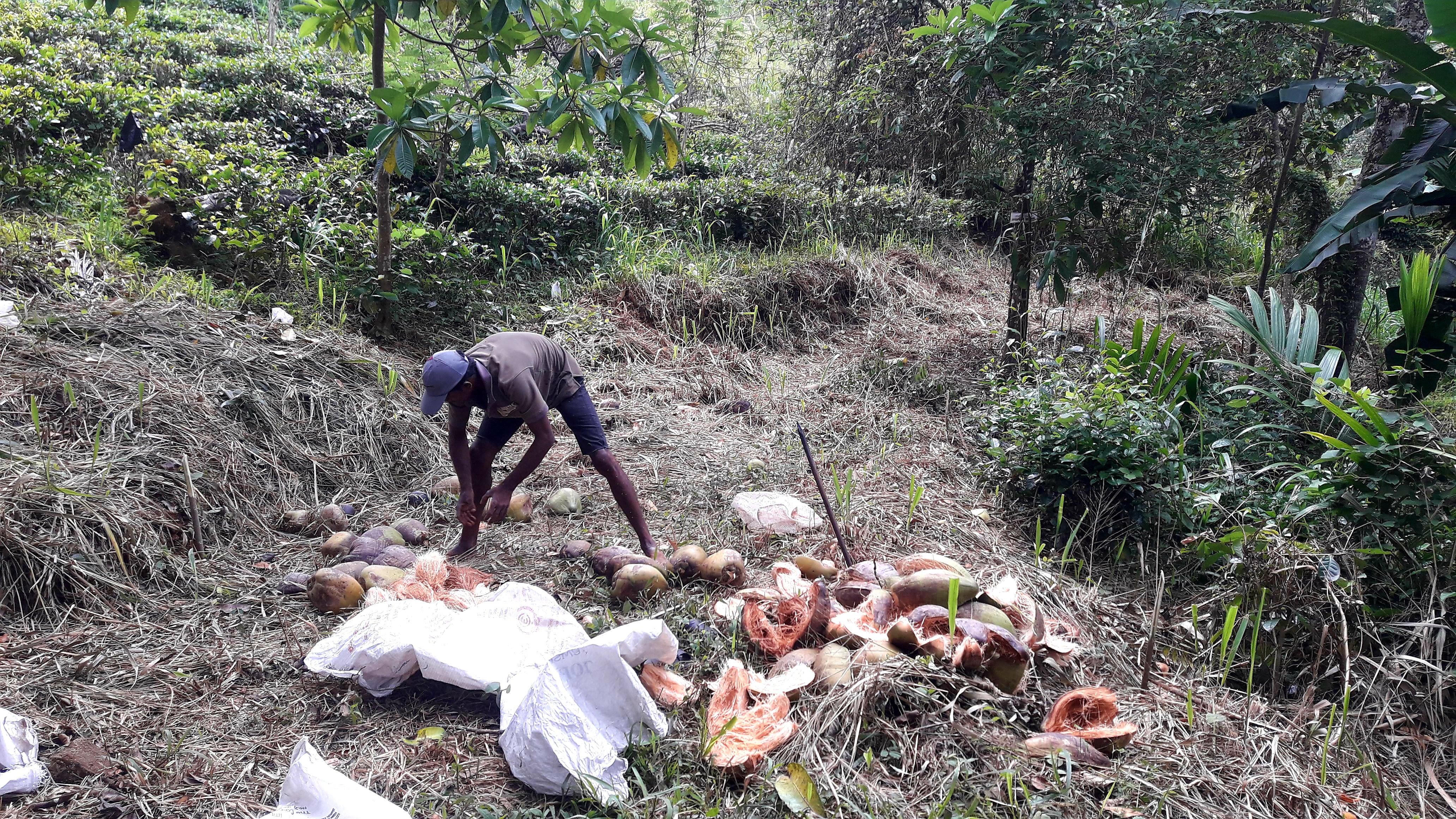 Agricultural Land for Sale in Gampola
