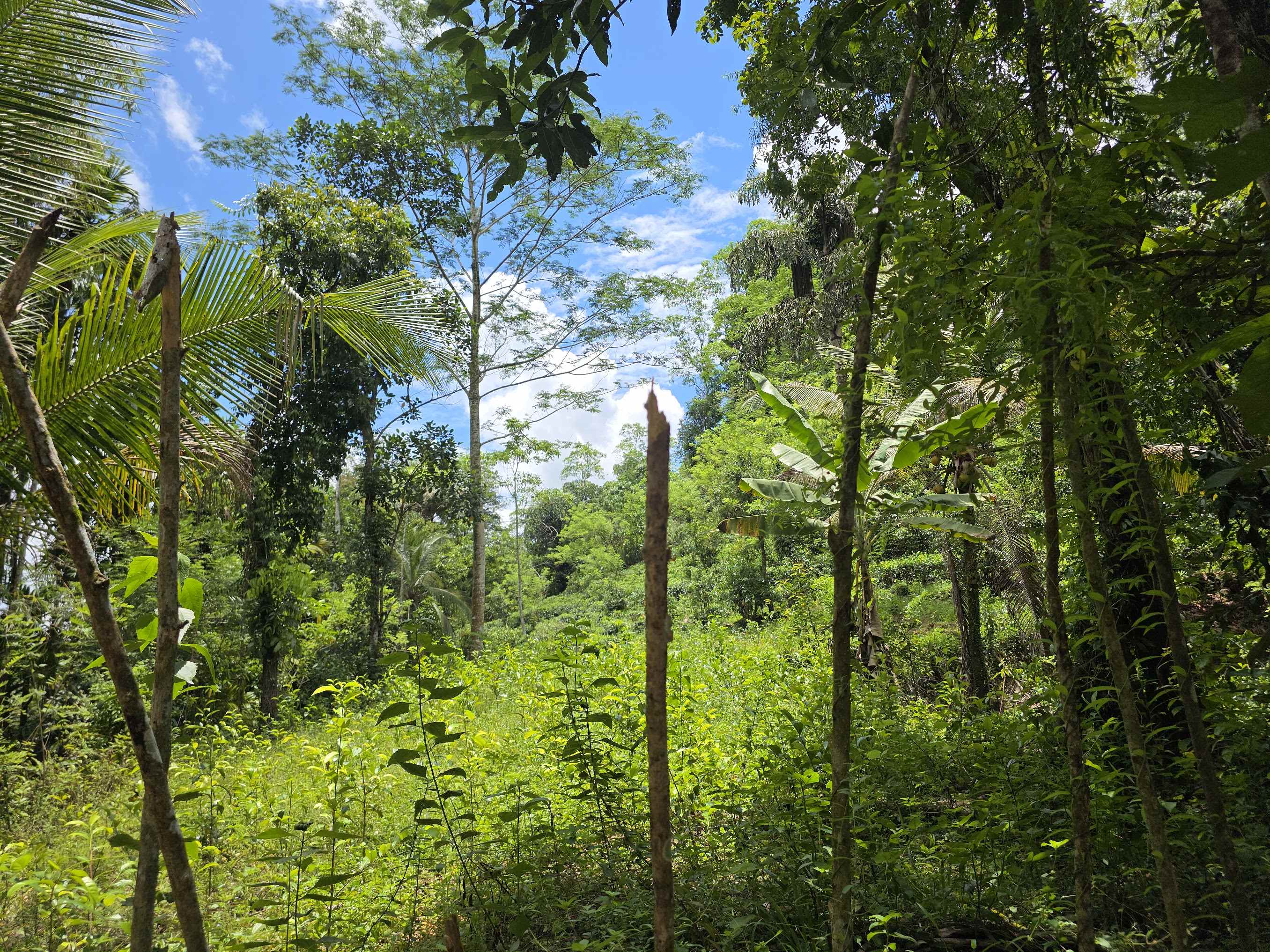 Agricultural Land for Sale in Elpitiya ads-image-1