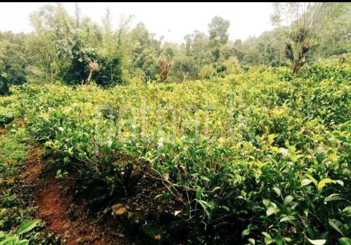 Commercial Land for Sale in Kundasale