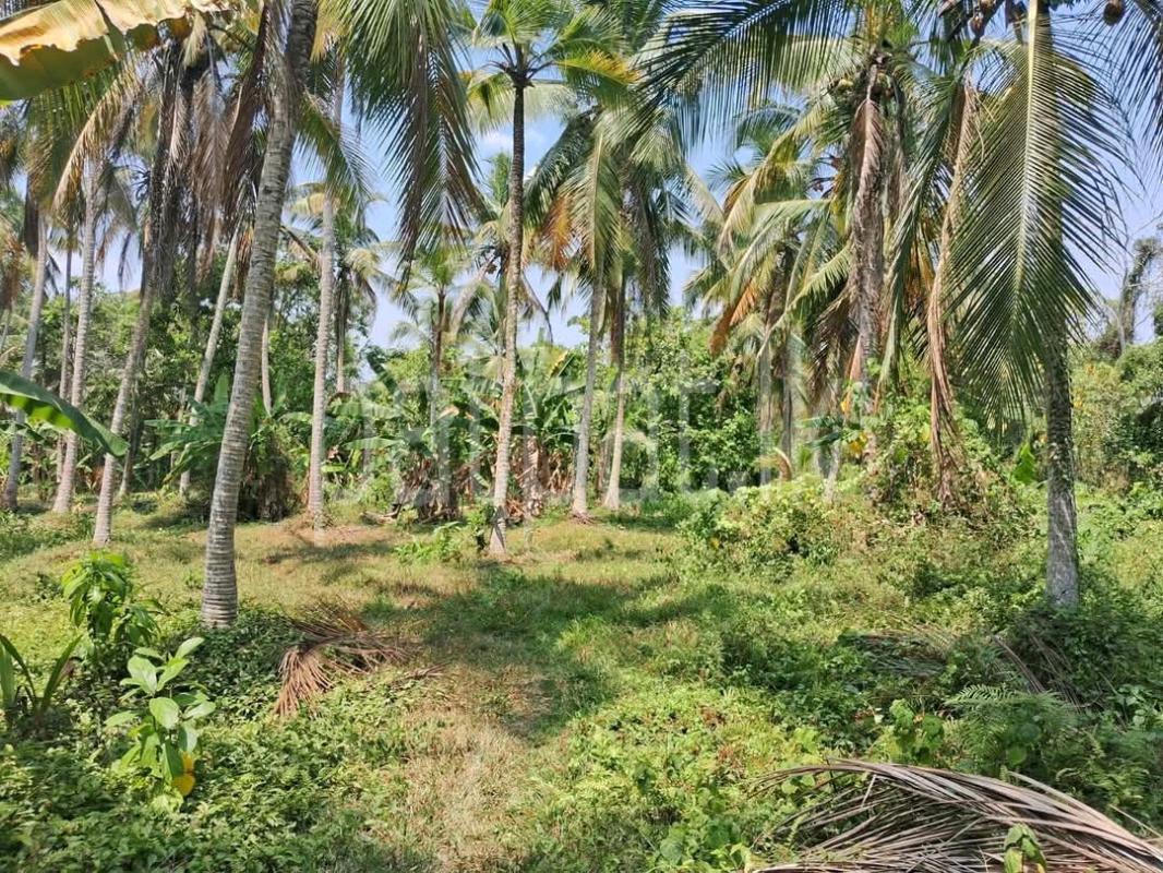 Agricultural Land for Sale in Ridigama