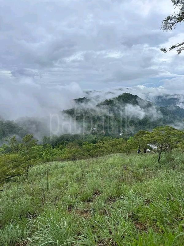 Agricultural Land for Sale in Ambewela ads-image-1