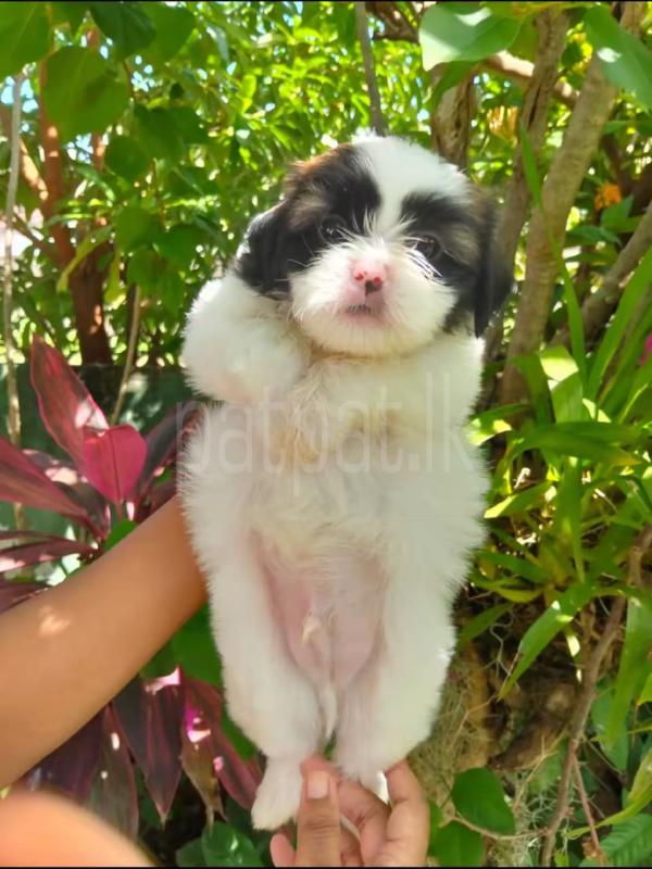 Advertisement image 4