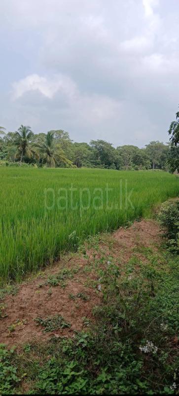 Agricultural Land for Sale in Sella Kataragama