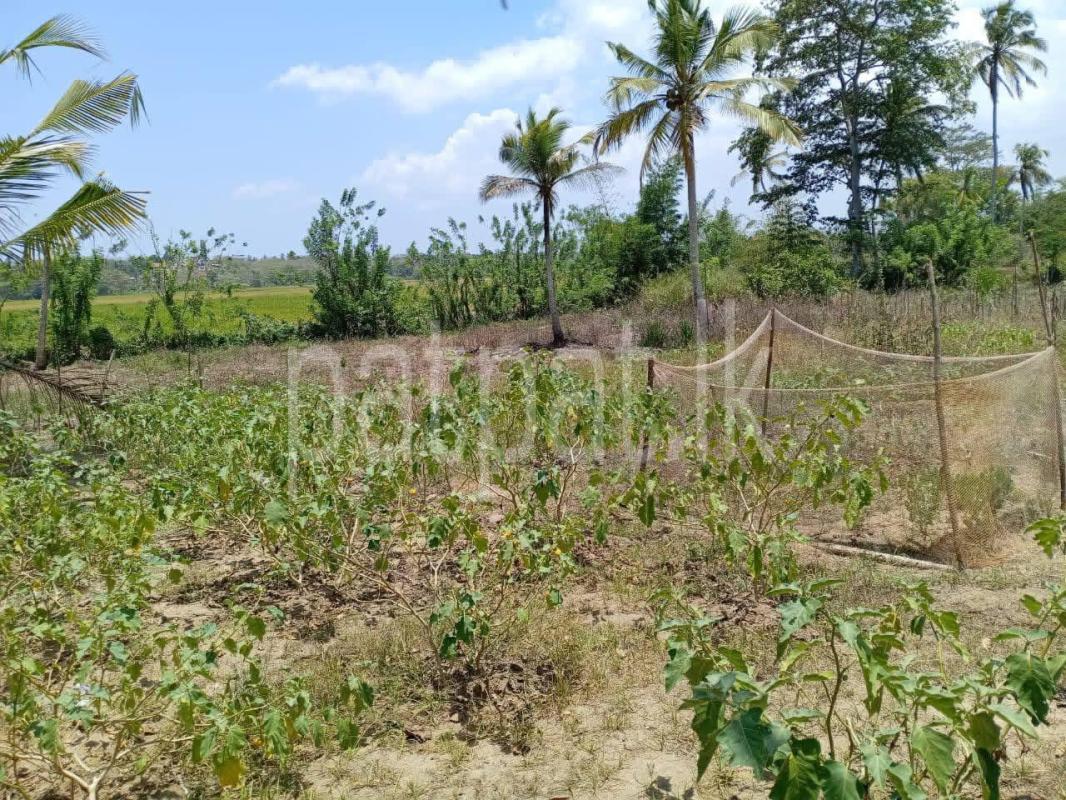Agricultural Land for Sale in Tangalla