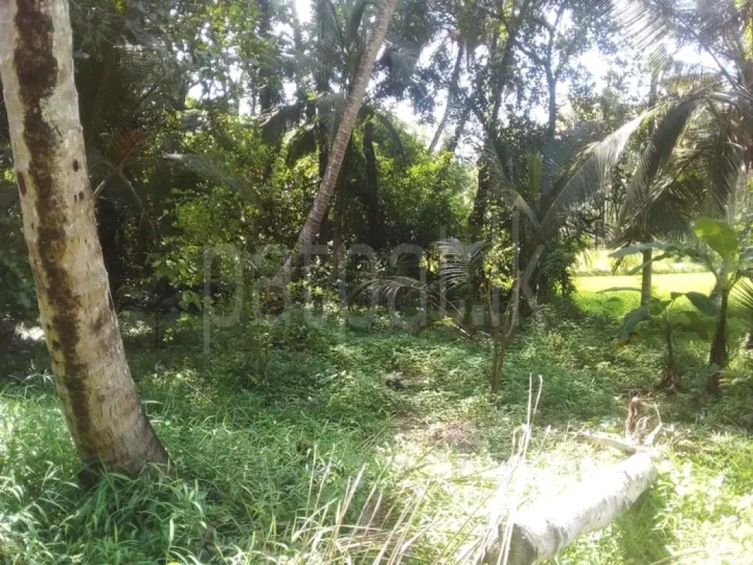 Commercial Land for Sale in Kalugamuwa