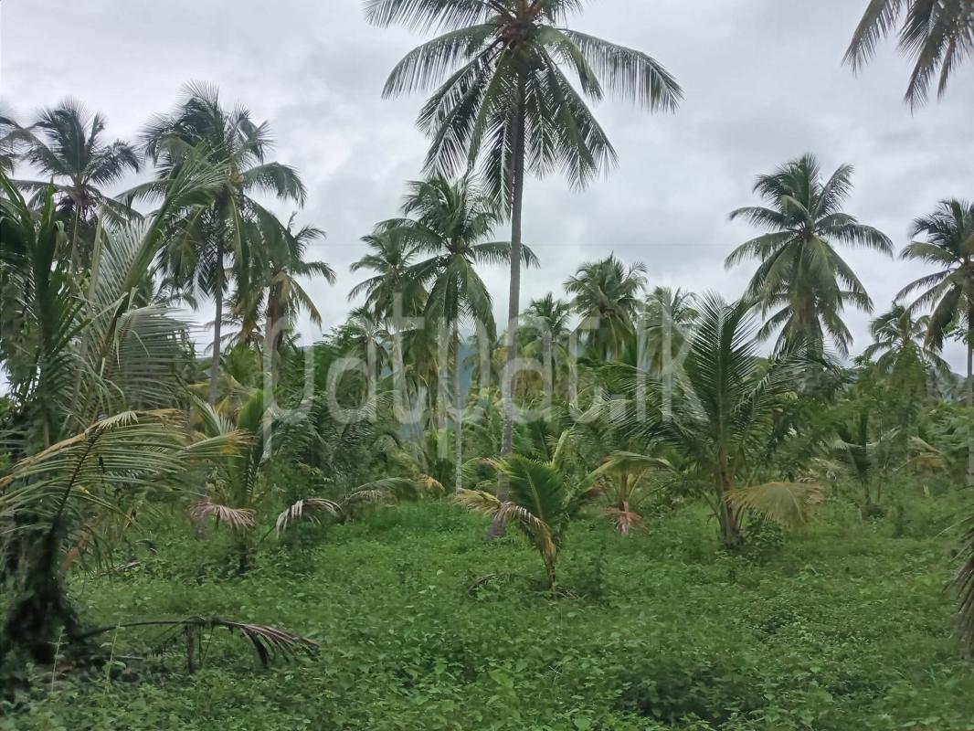 Agricultural Land for Sale in Wellawa